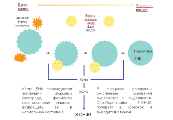 Механизм восстановления повреждений ДНК